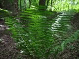 Canopy of Green screenshot