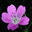 Flowers Garden Screensaver screenshot